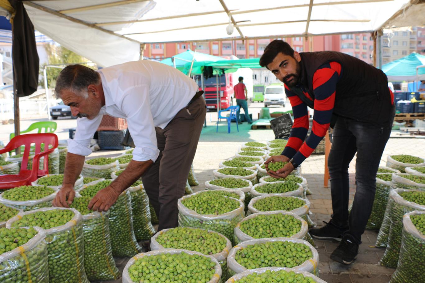 "Zeytinin fiyatı da kalitesi de iyi" "Zeytinin fiyatı da kalitesi de iyi"